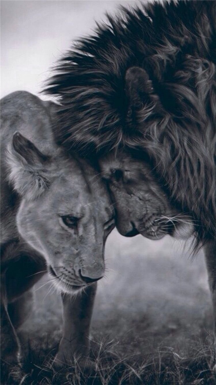 Одинокая львица