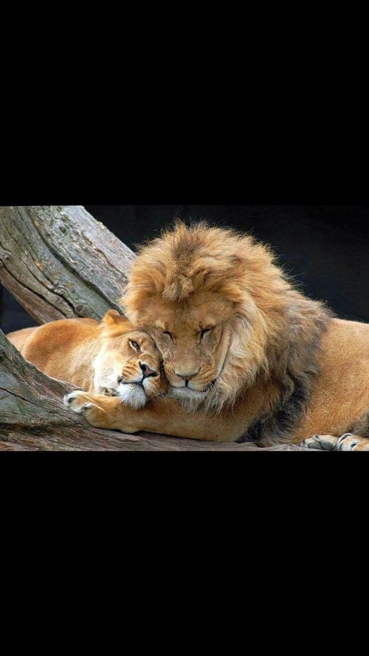 Львы любовь