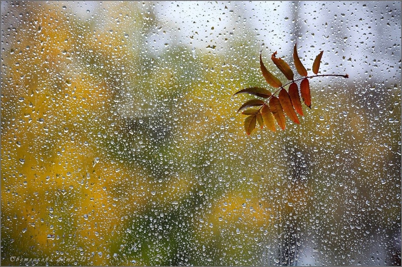 А дождь на окнах кто поет оригинал. Осенний дождь за стеклом. Осень дождь за окном. Листья за стеклом. Окна залитые дождем.