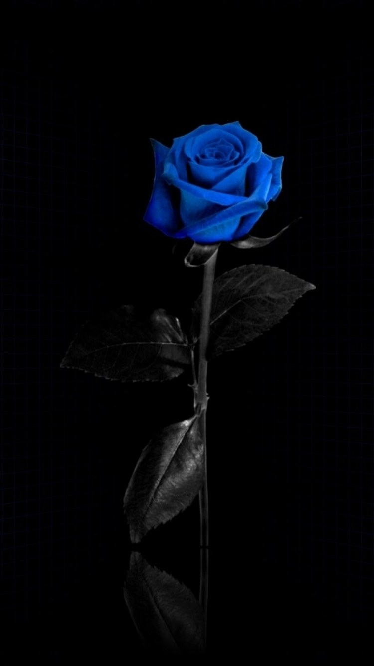 Синяя роза