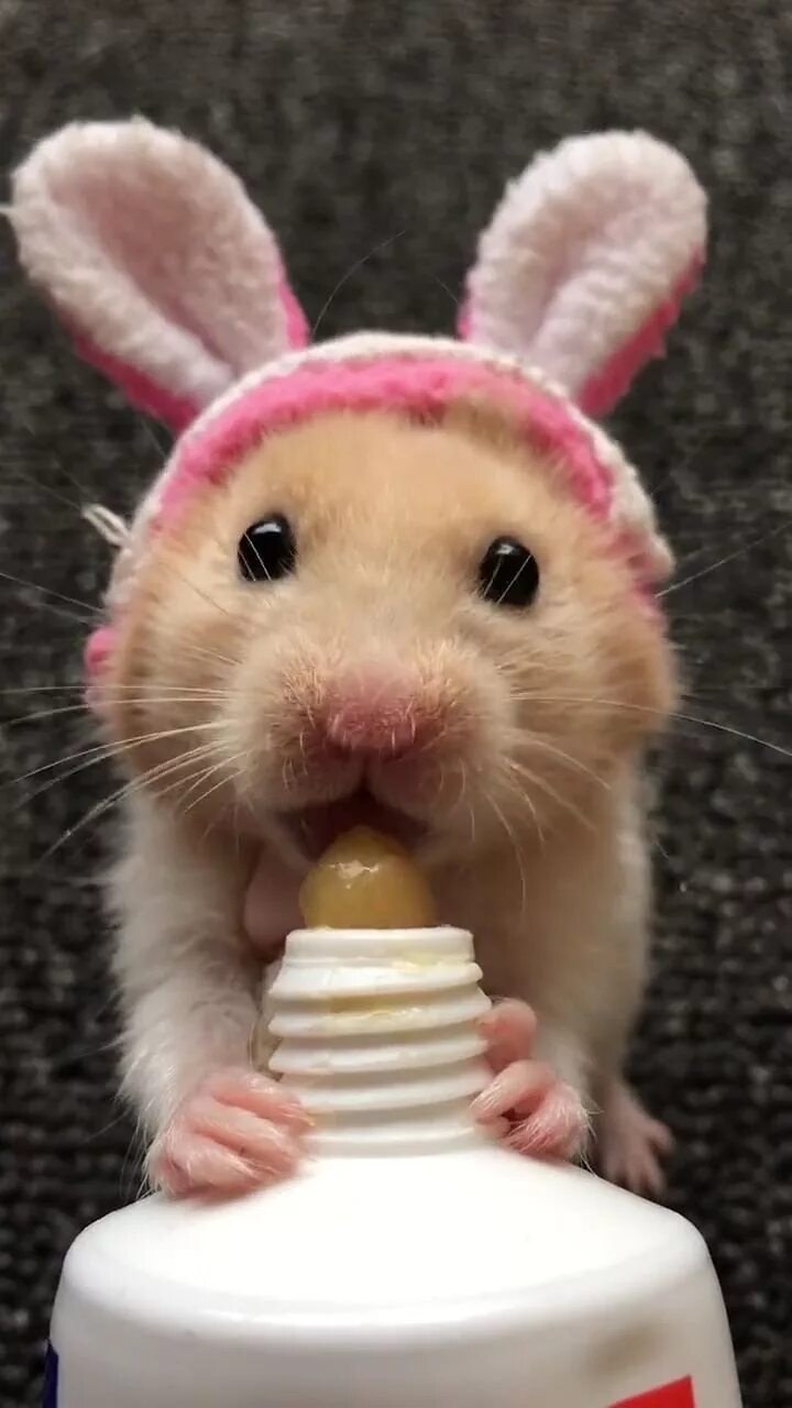 Ржачные хомяки