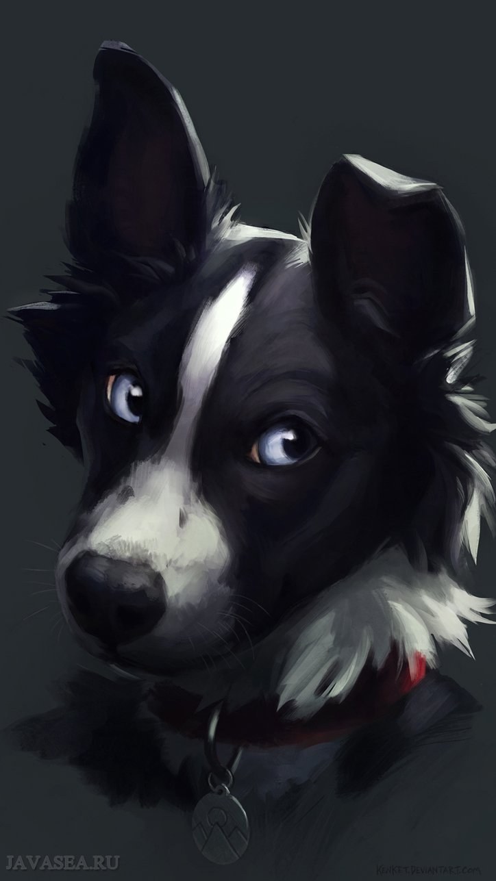 Бордер колли аниме