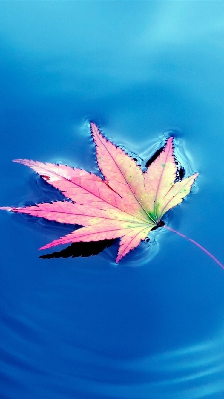 Заставки на телефон красивые