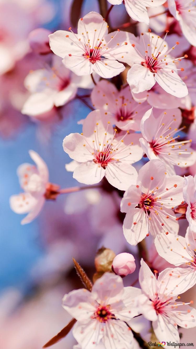 Черри блоссом цветок