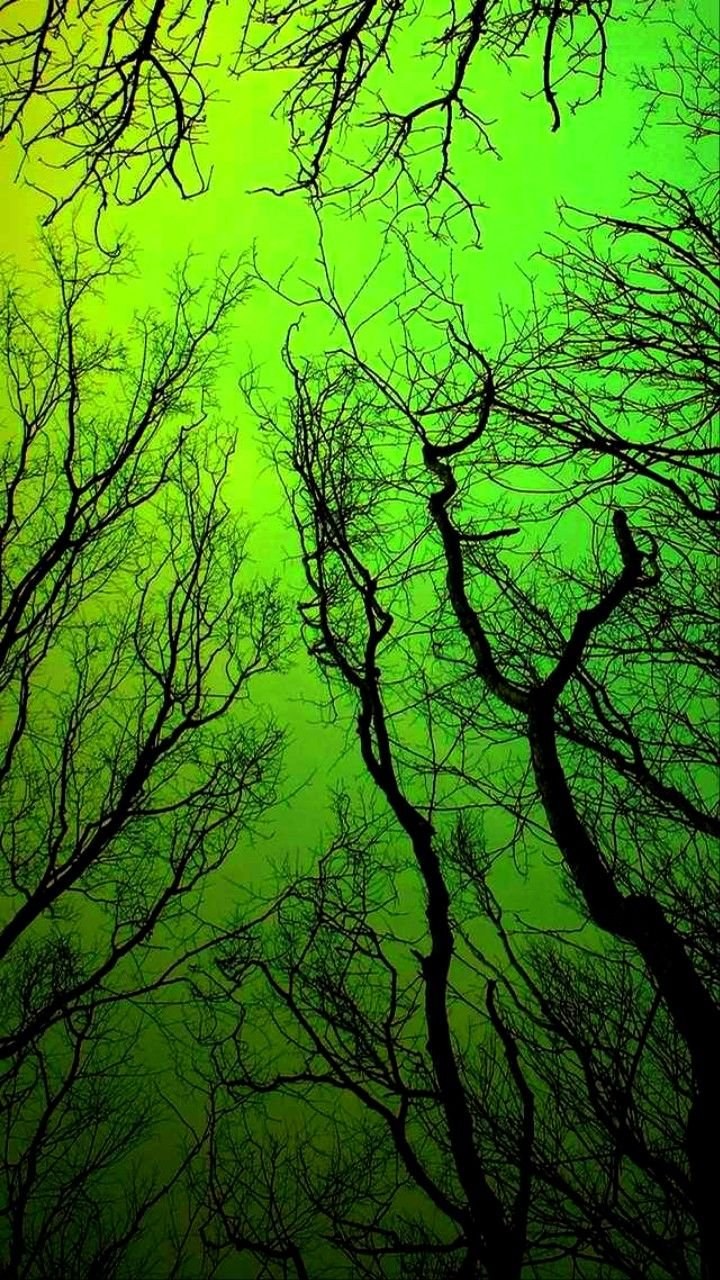 Природа темно зеленого цвета