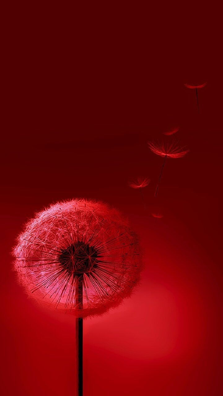 Красные обои на телефон