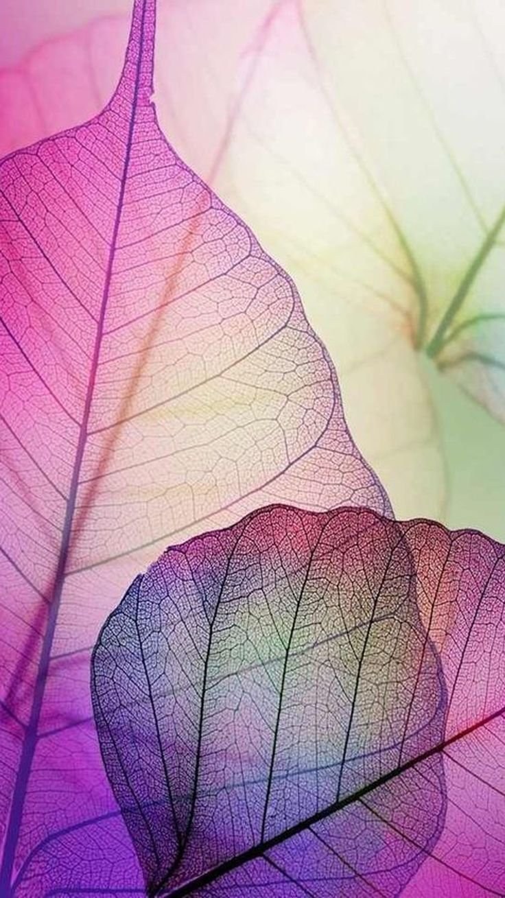 Обои листья