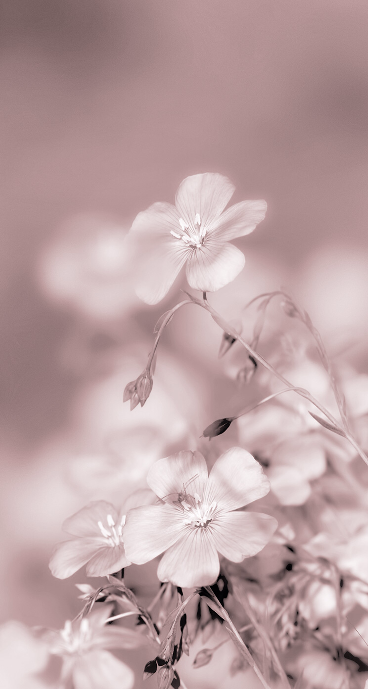 Нежные тона