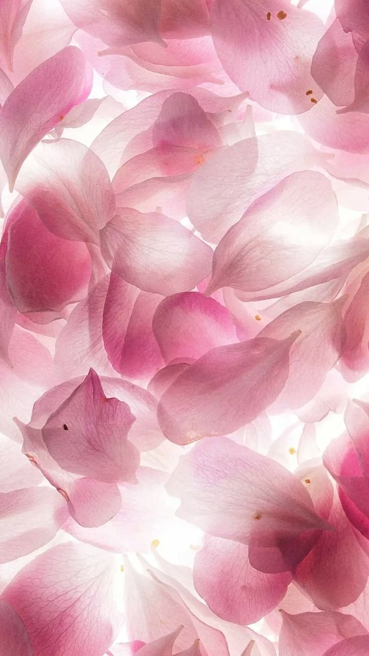 Нежные обои