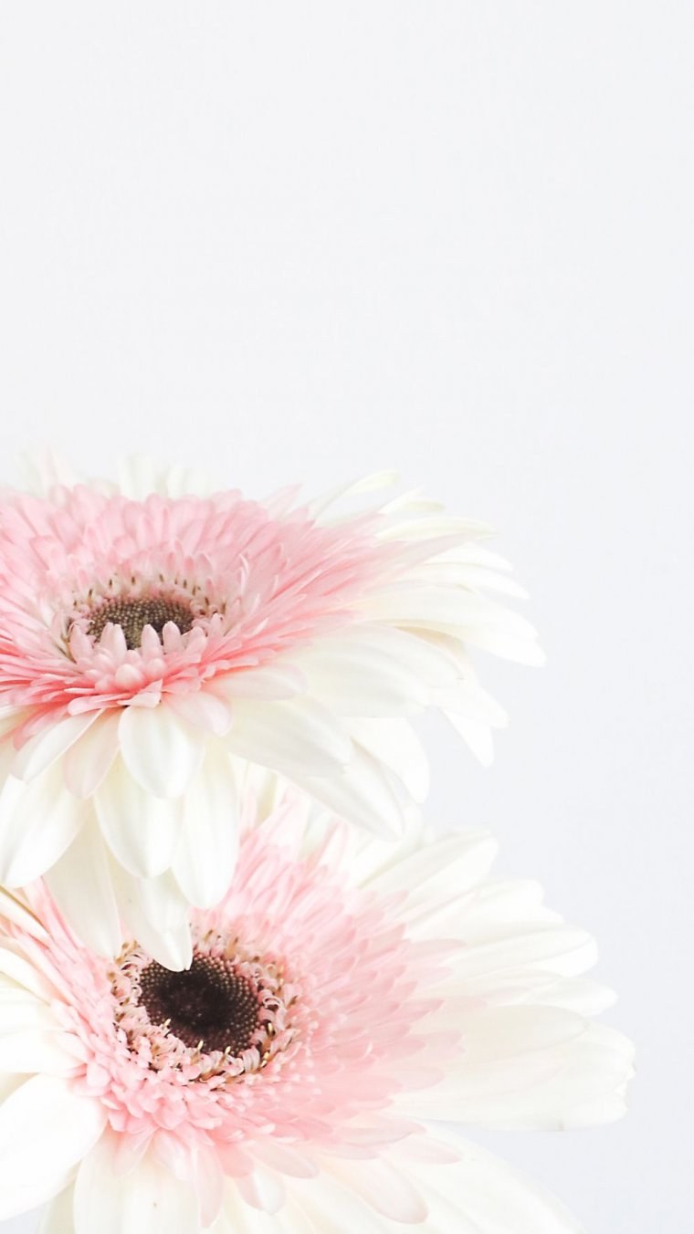 Нежные лепестки цветов