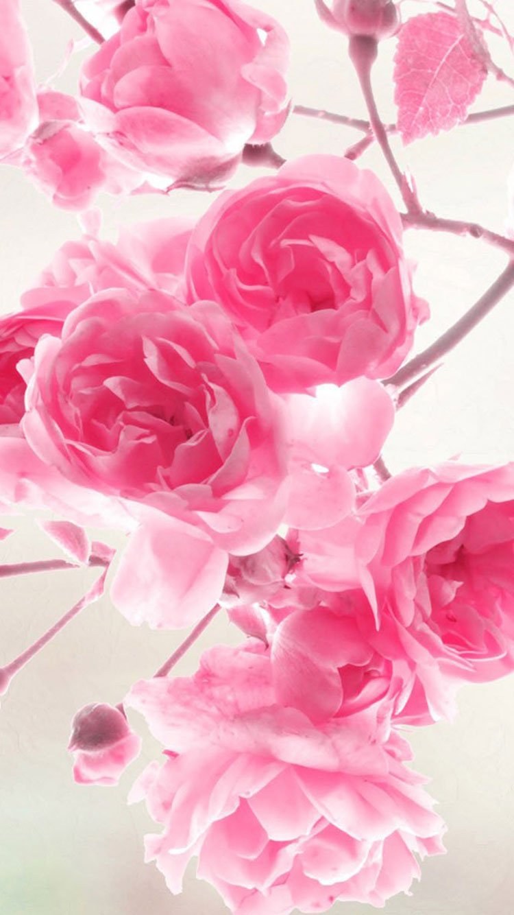 Нежно розовый цвет