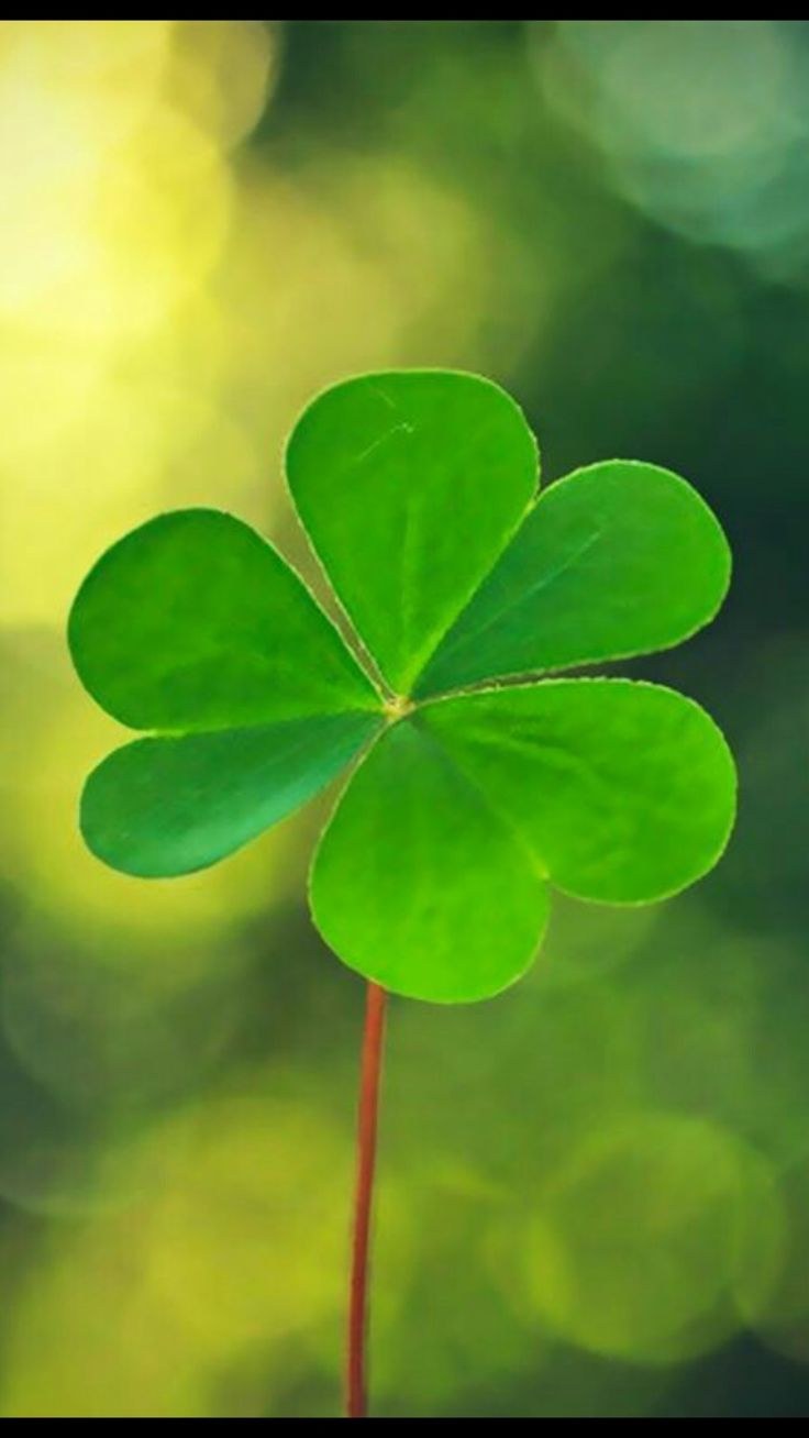 Четырёхлистный Клевер символ удачи