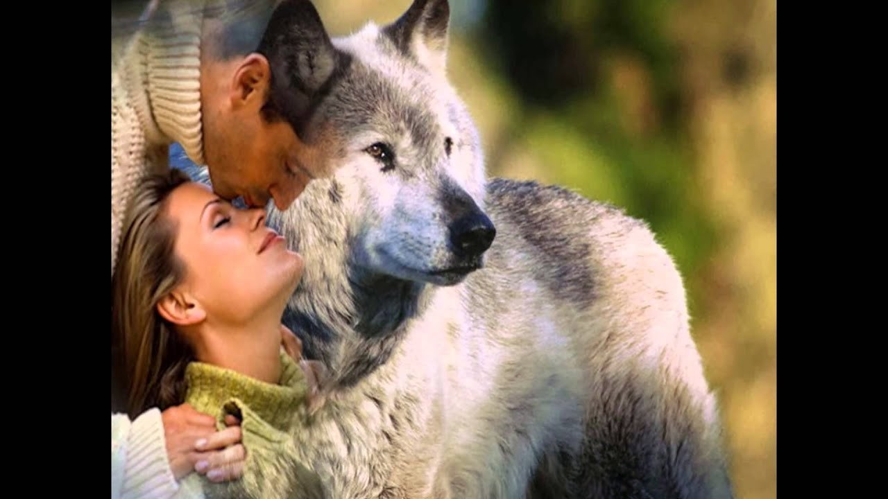 Полюбить волка. Влюбленные волки. Влюбленный волк. Волк и женщина любовь. Сила волка.