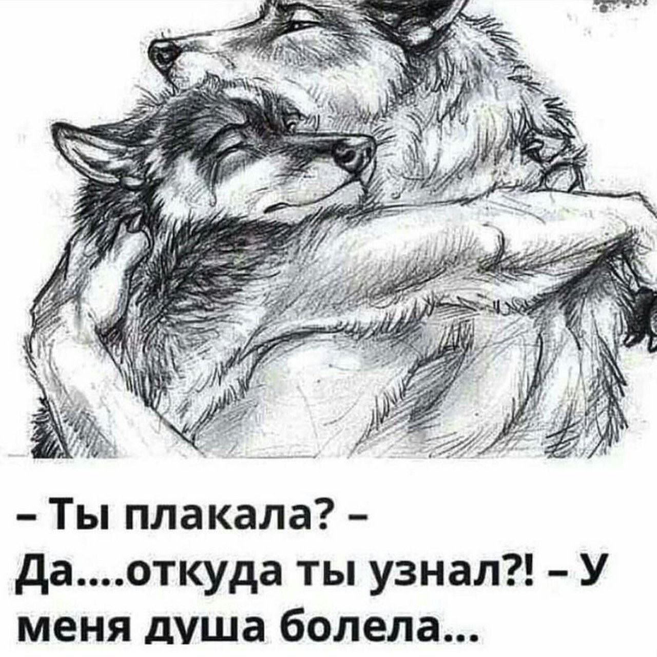 Волк и его любимая девочка. Душа волка. Волки любовь. Волки преданность. Волк с надписью.