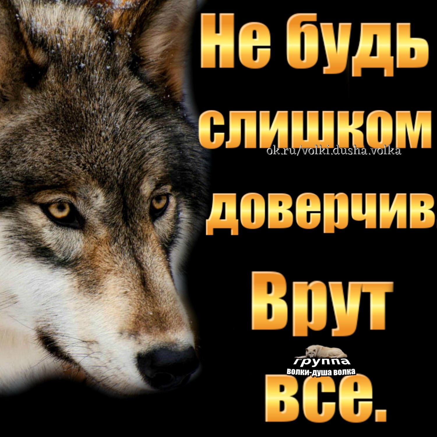 Волк и его любимая девочка. Душа волка. Волки душа волка. Группа волки. Гр.волка душа волка.