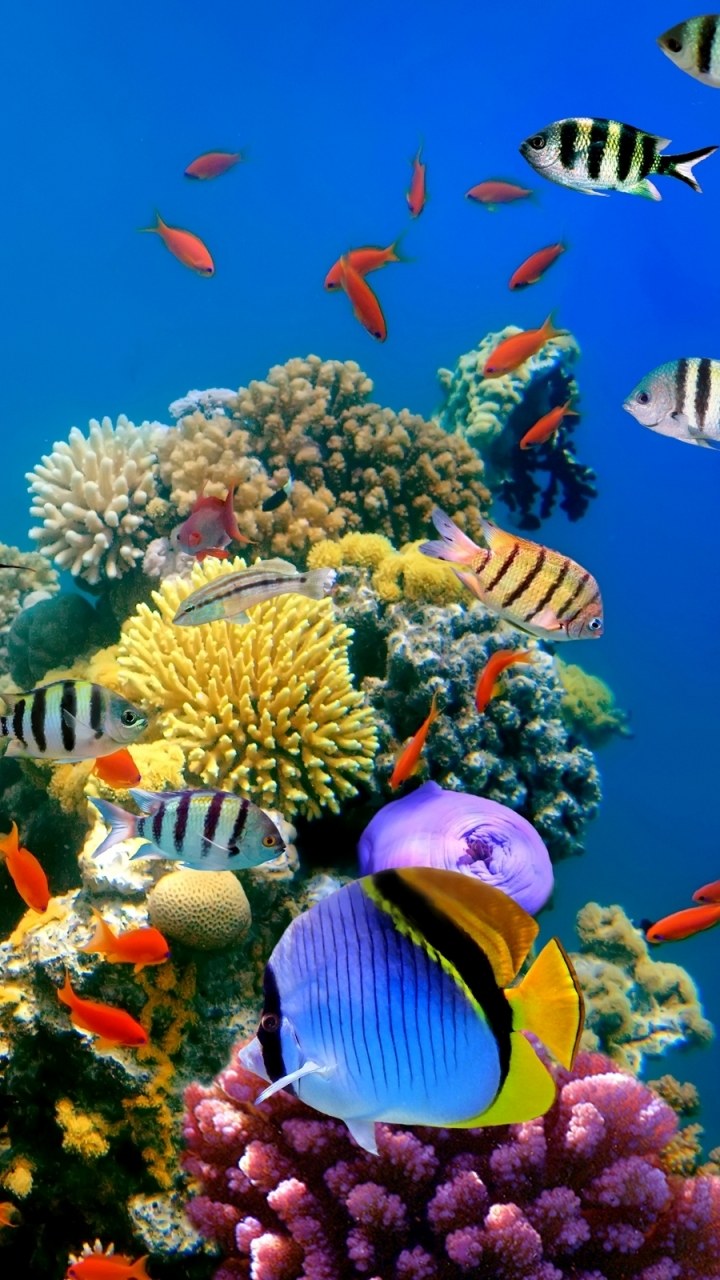 Черно белый камень