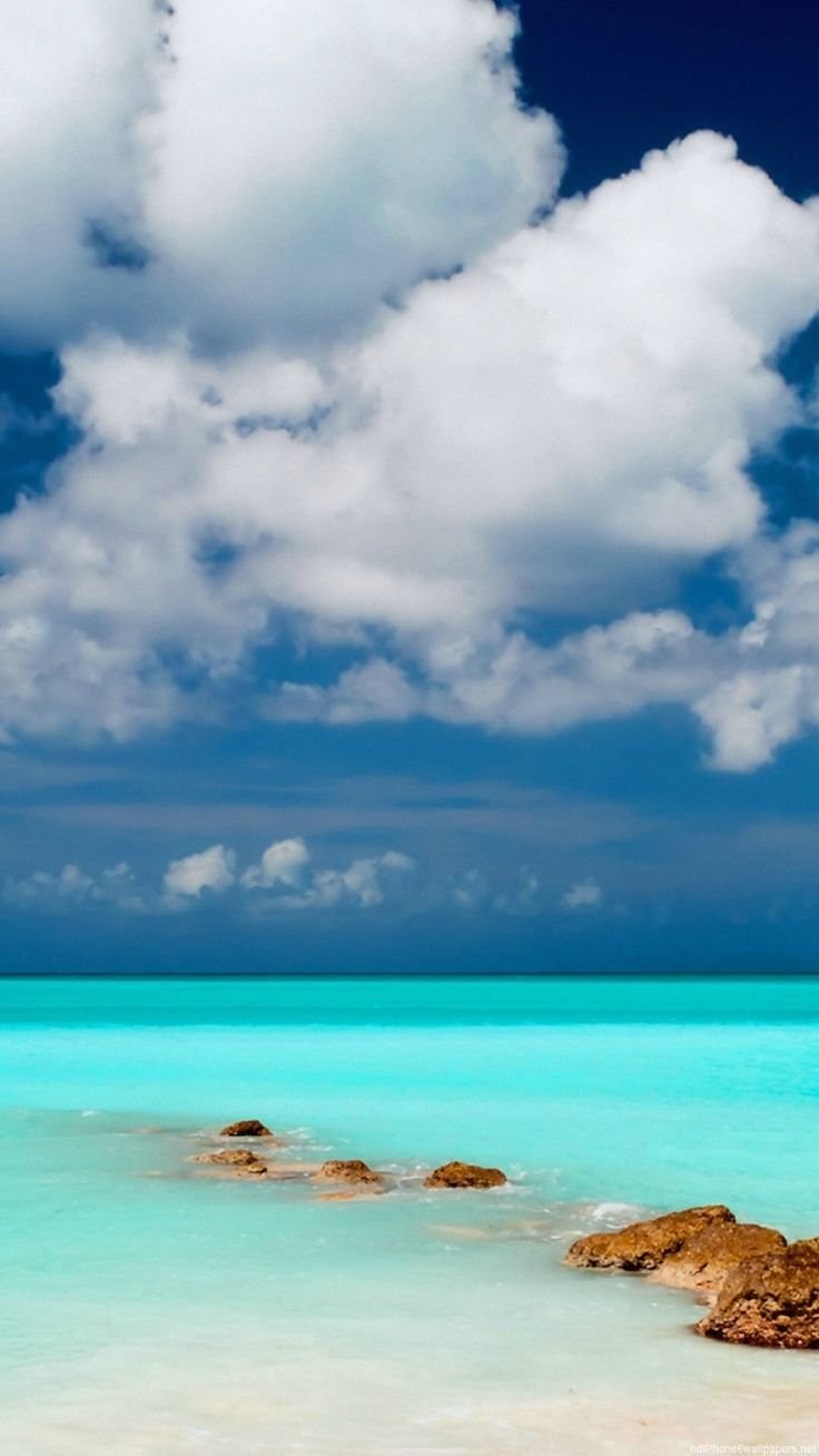 Пейзаж с пальмами