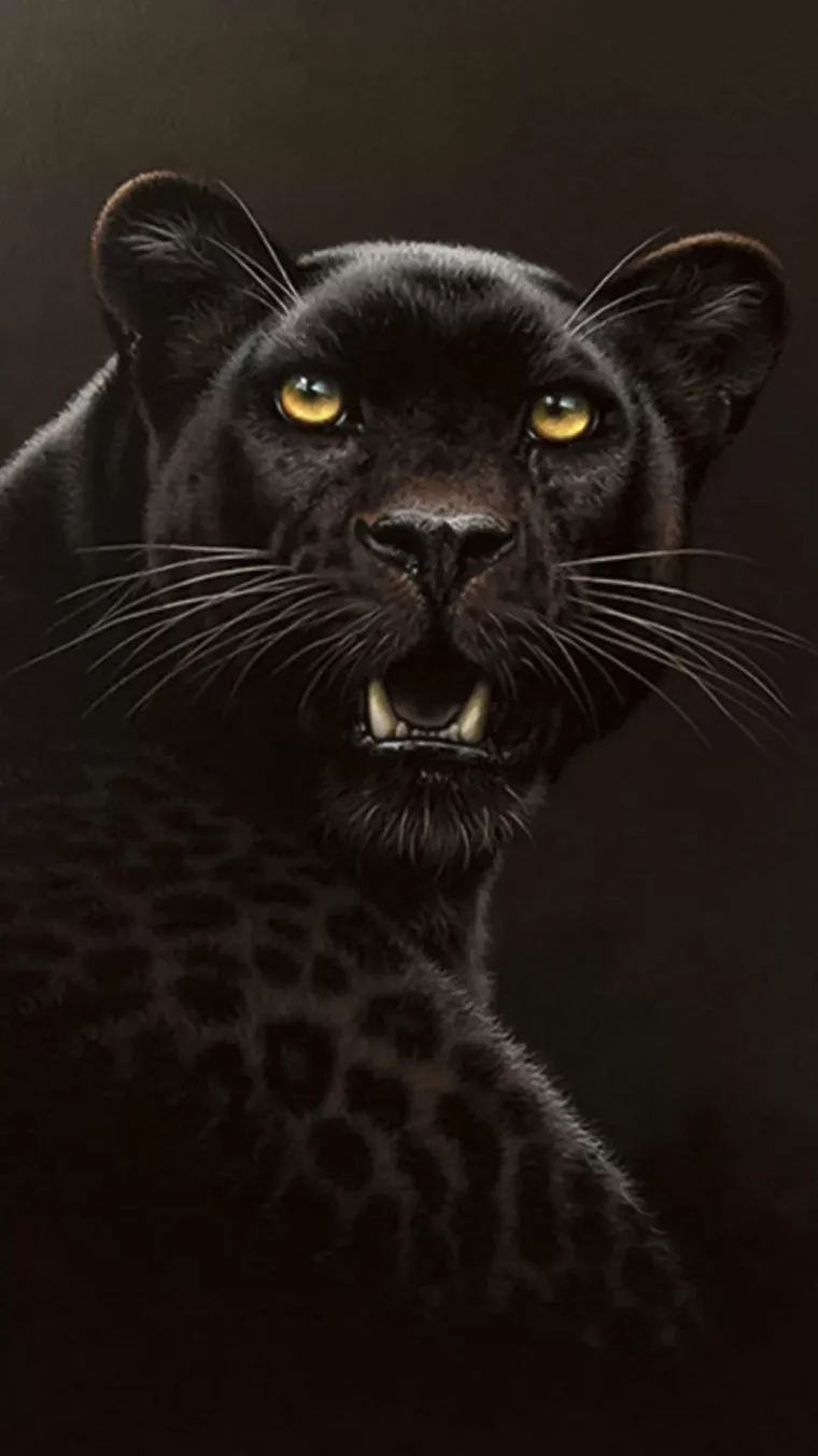 Гепард меланист чёрный