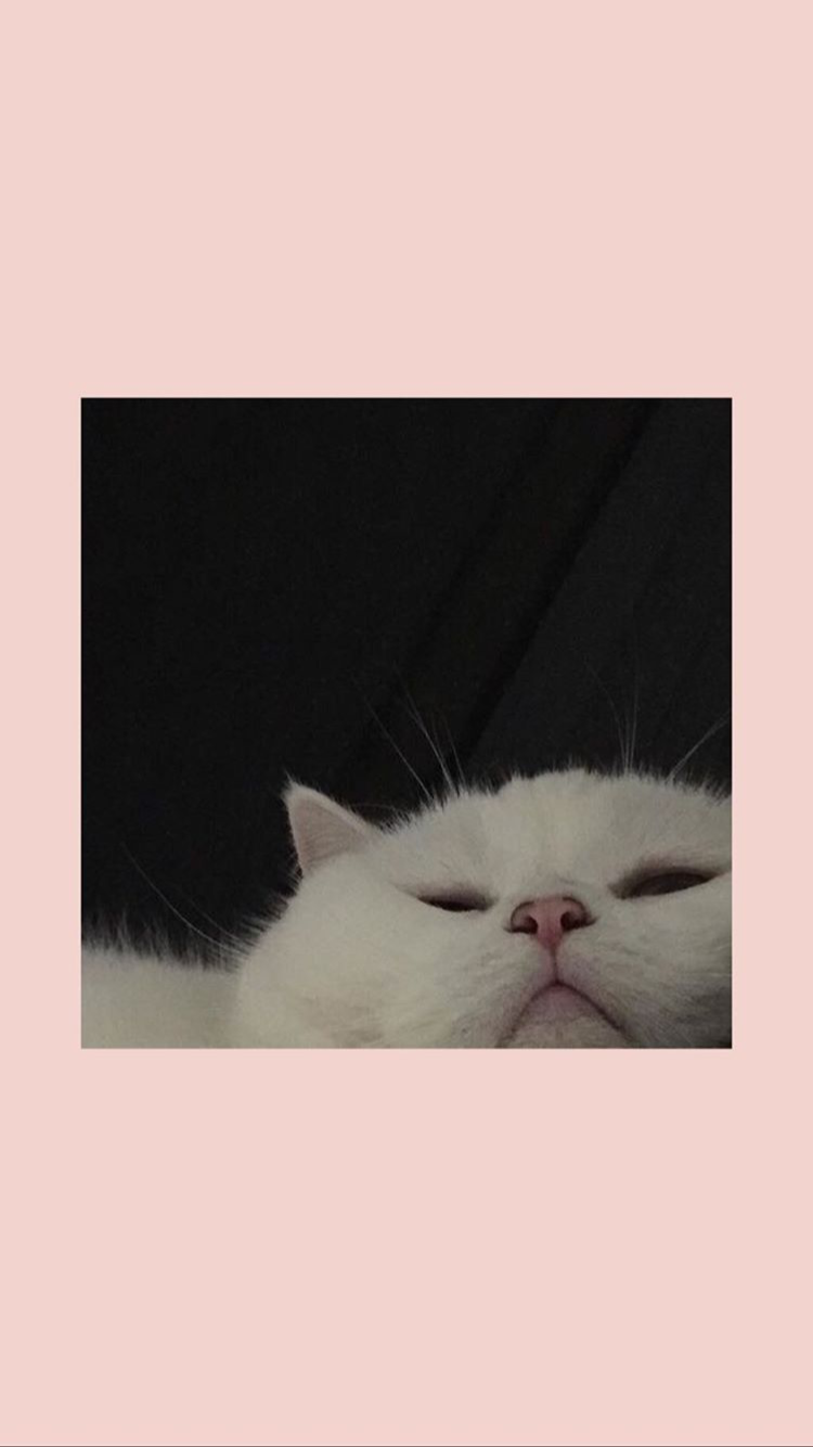 Эстетика котики в рамках