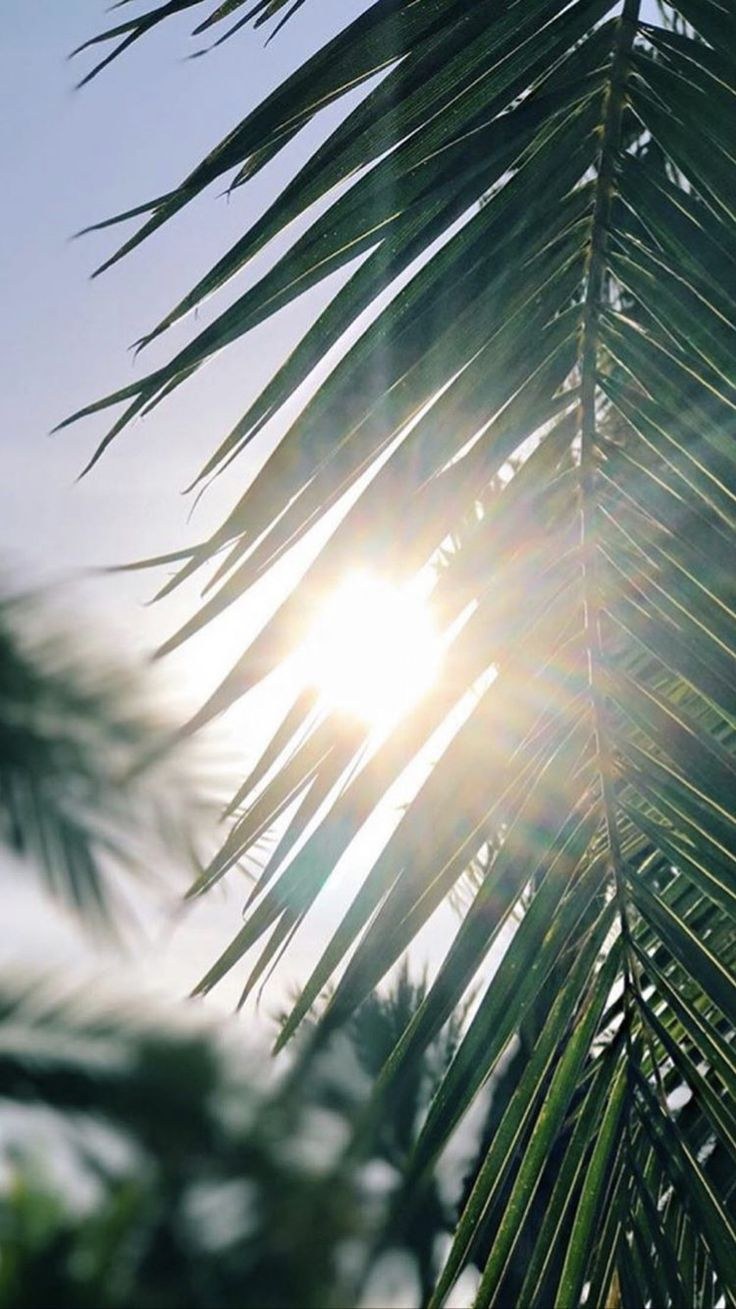 Обои пальмы