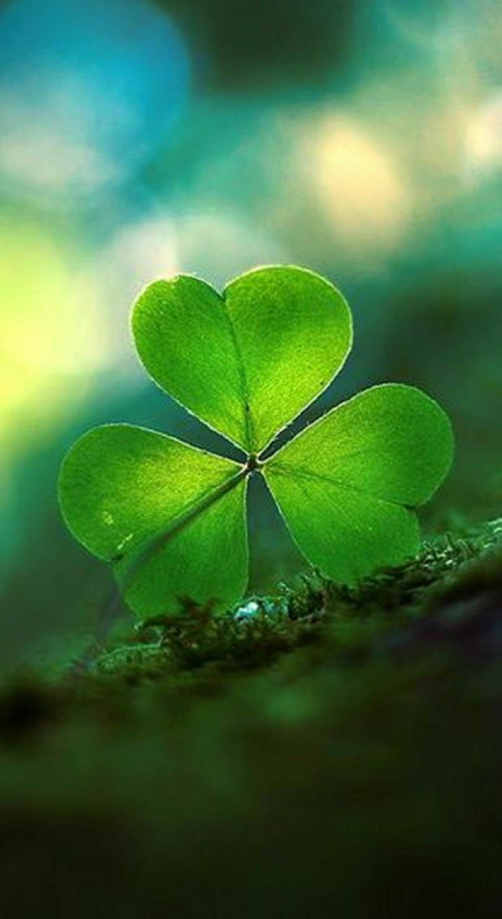 Цветок приносящий удачу