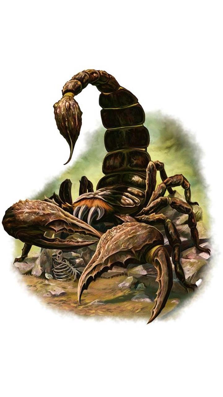 Скорпион картинки красивые