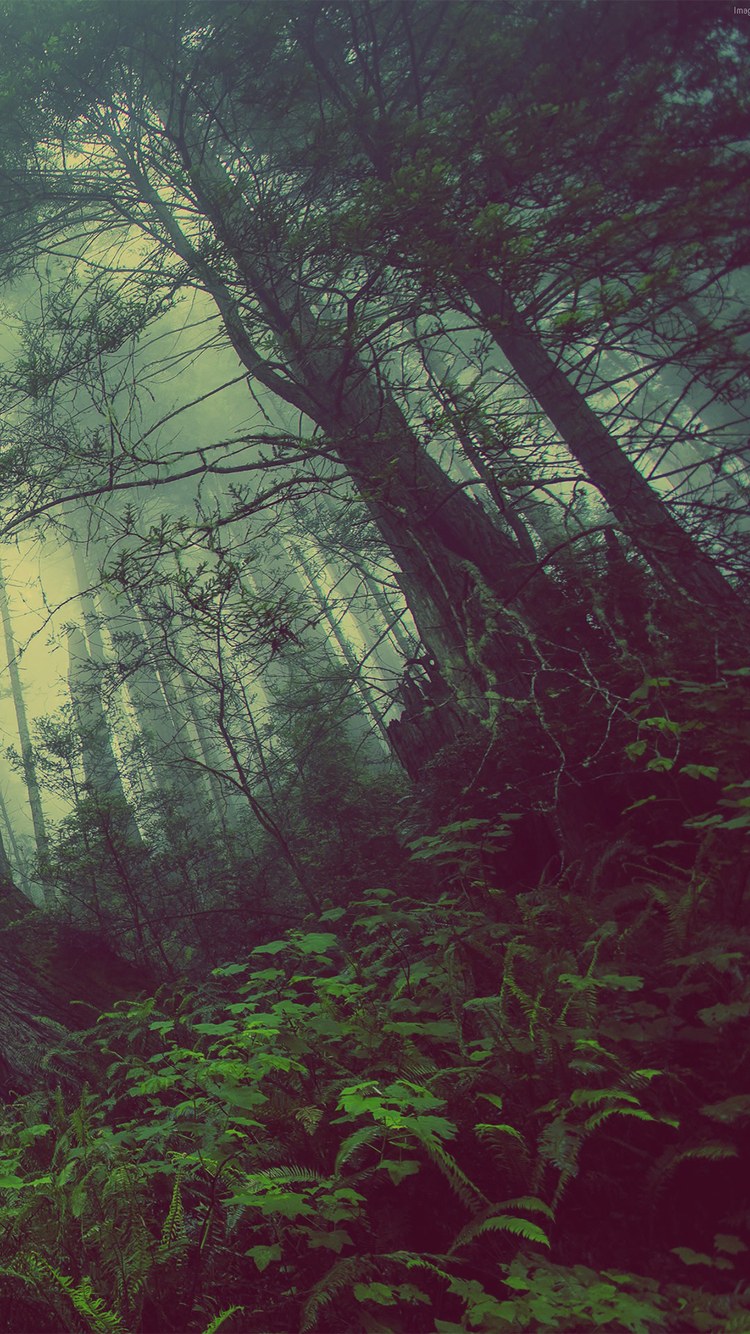 Плачущий лес