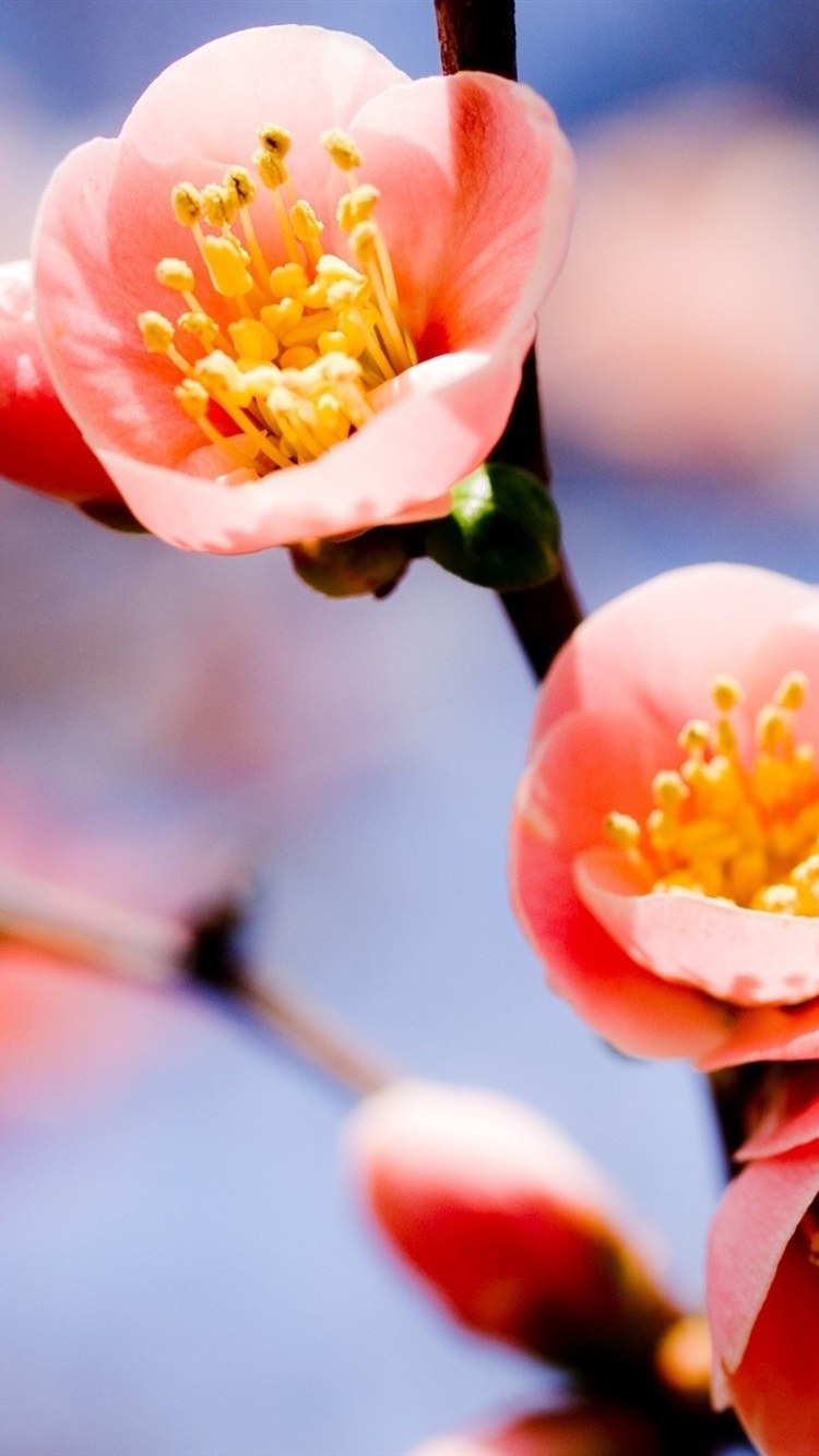 Весенний фон