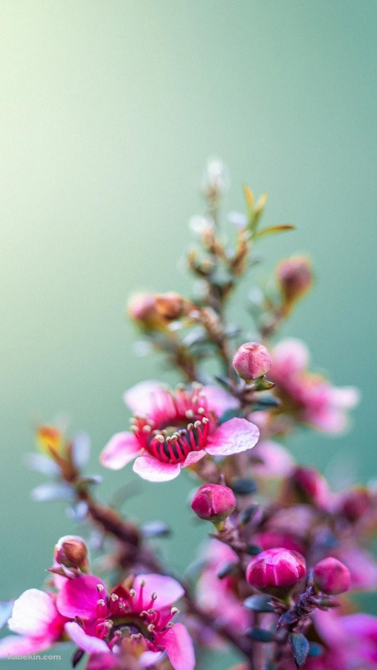 Один цветок