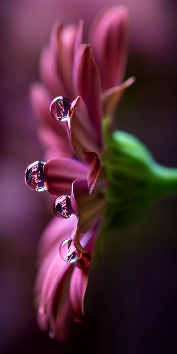 Яркие цветочки