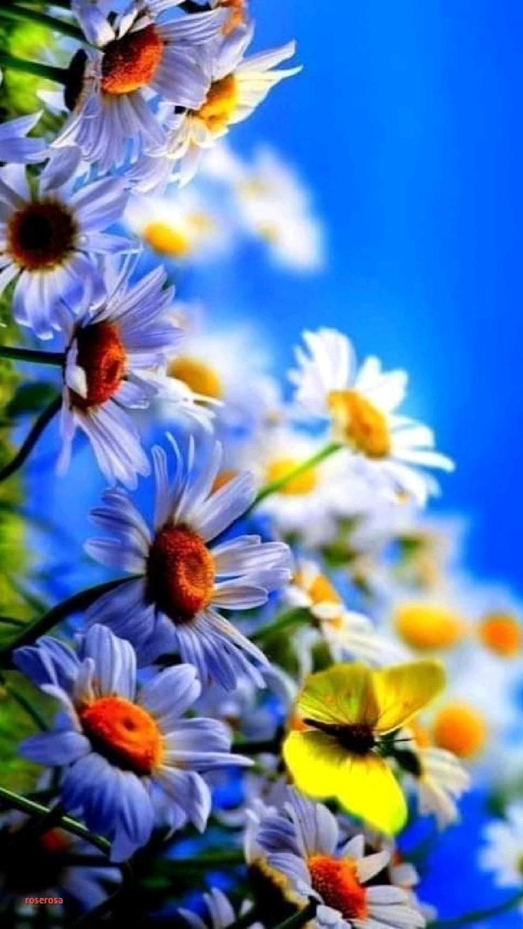 Орхидея розовая