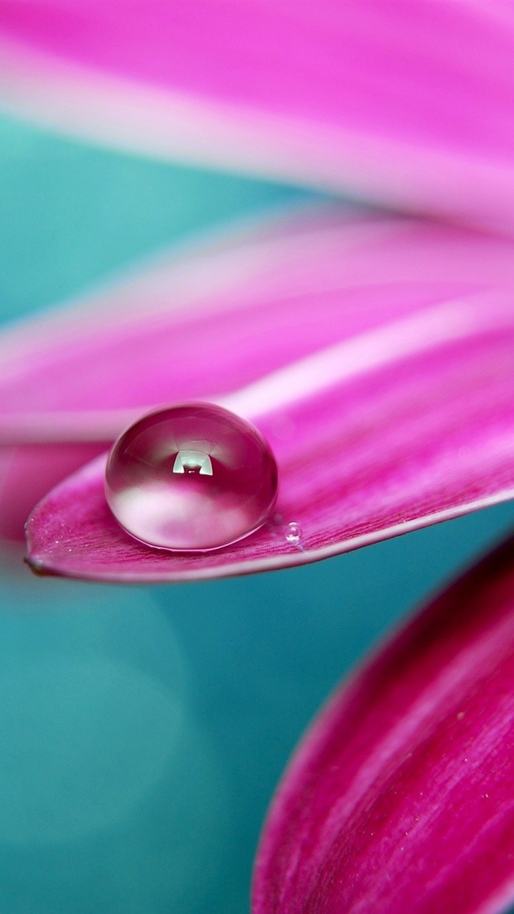 Пурпурно розовый цвет