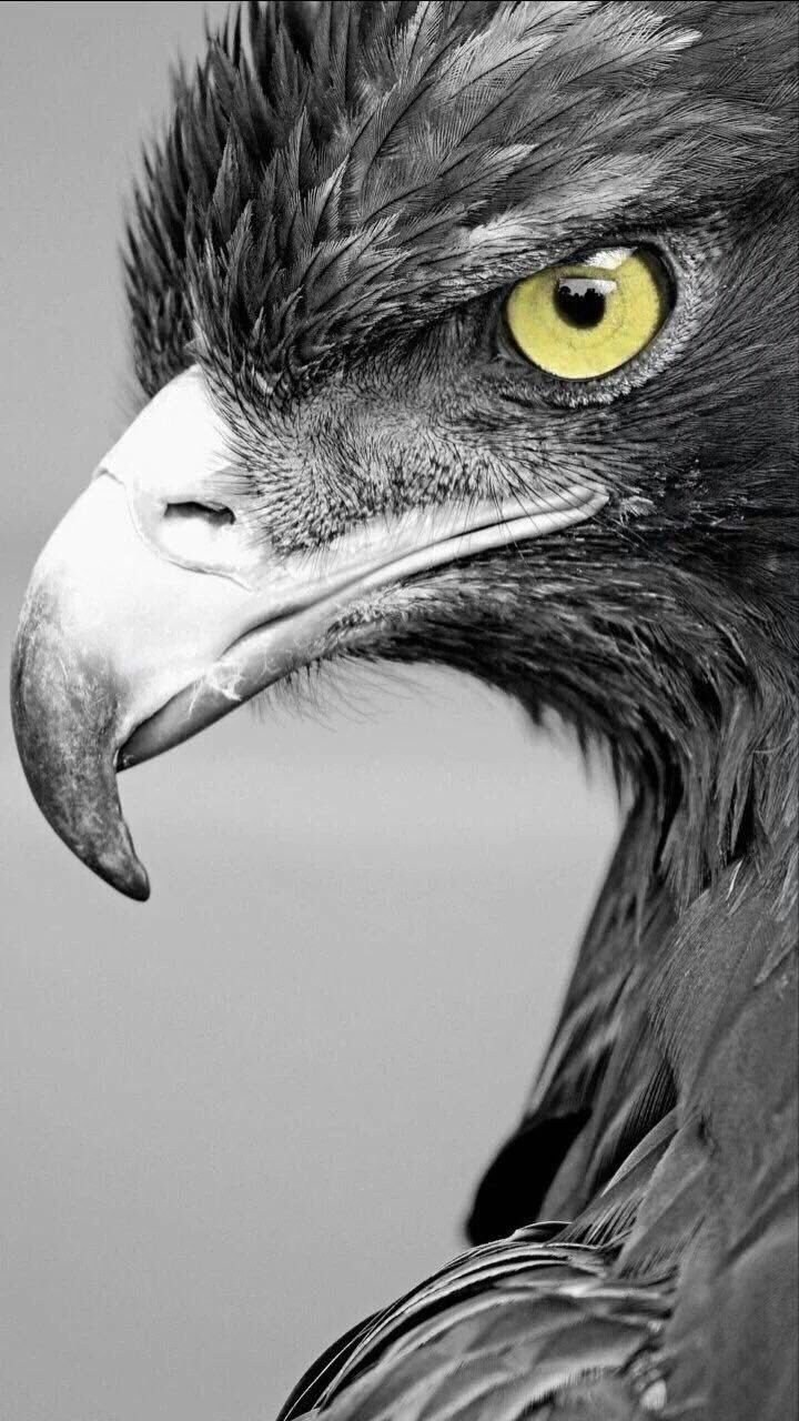 Черный Орел