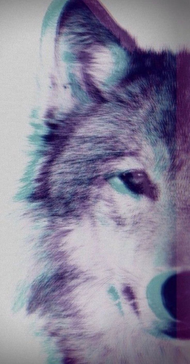 Волк на аву в ВК