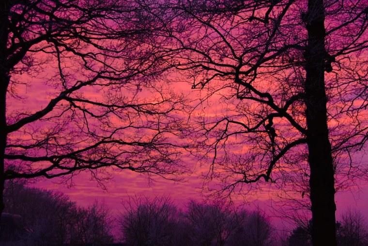 Фиолетовый лес