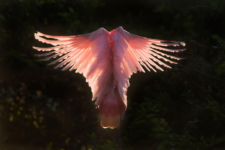 Белый конь с крыльями