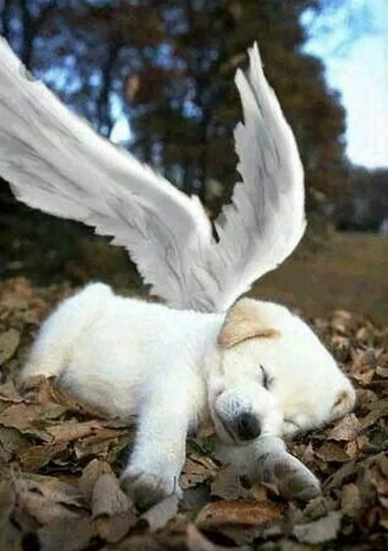 Венесуэльский мотылёк-пудель