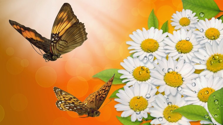 Фон ромашки бабочки