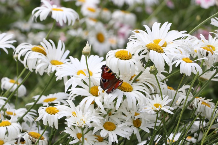 Лето ромашки бабочки