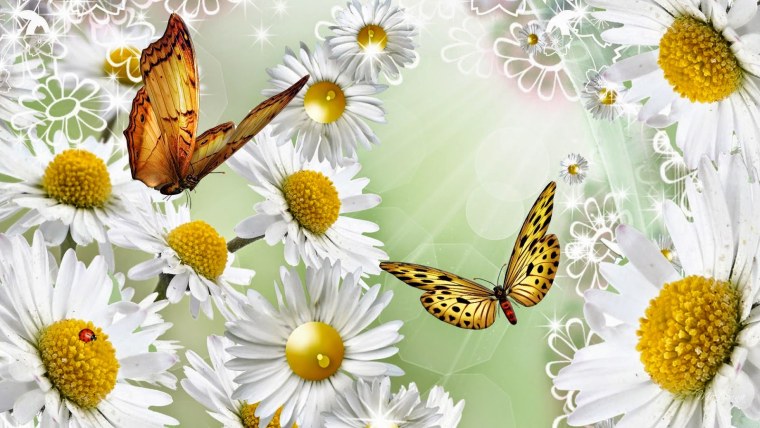 Фон ромашки бабочки