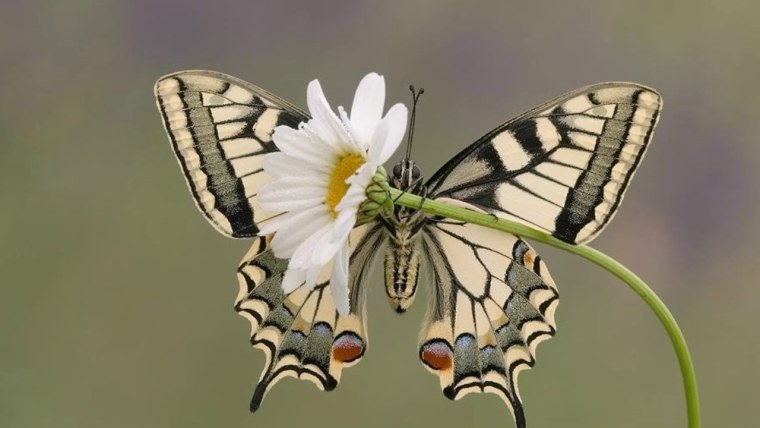 Бабочка и ромашки