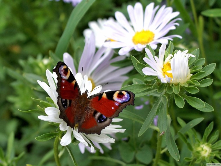Фотообои на рабочий стол бабочки