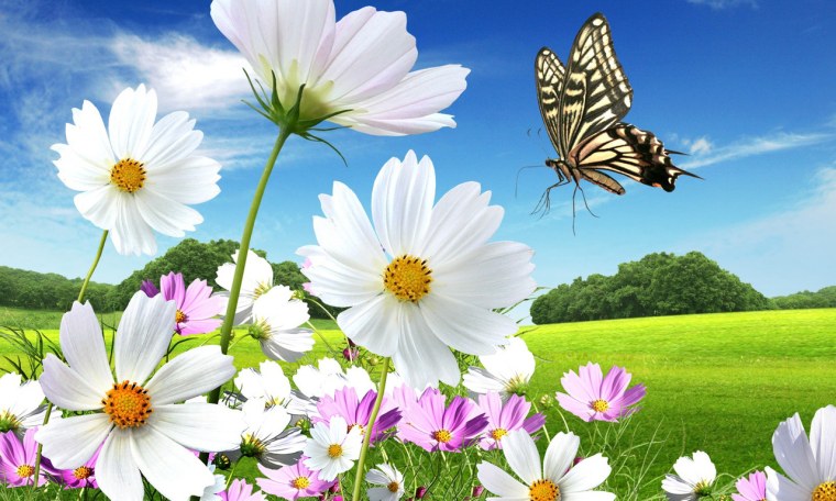 Бабочка и ромашки