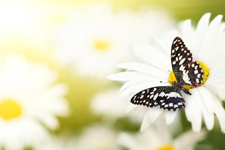 Летние цветы с бабочками