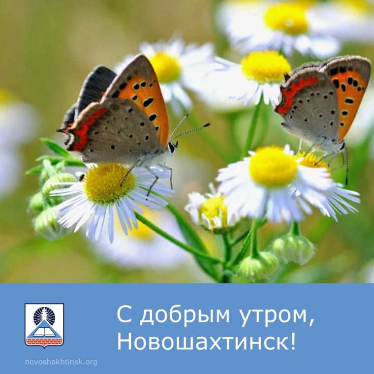 Лето ромашки бабочки