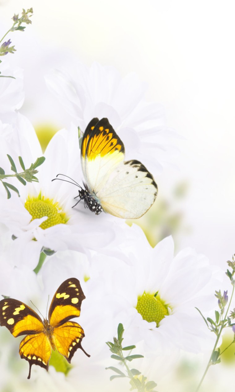 Цветочный луг с бабочками