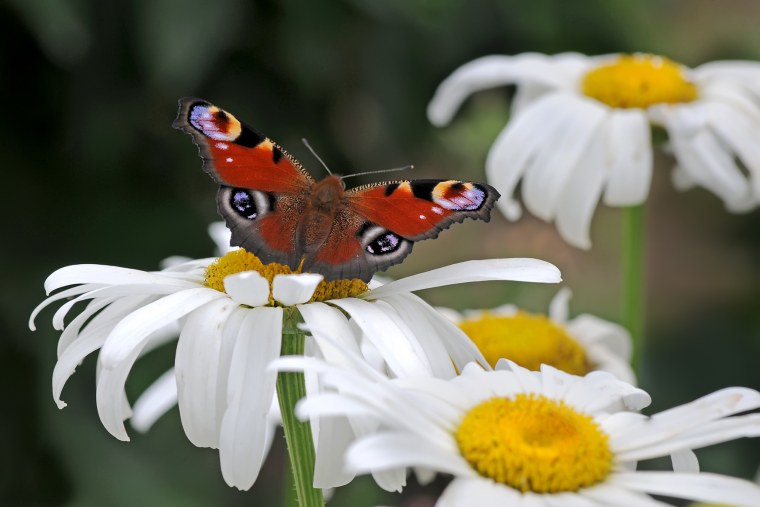 Картинки на рабочий стол лето
