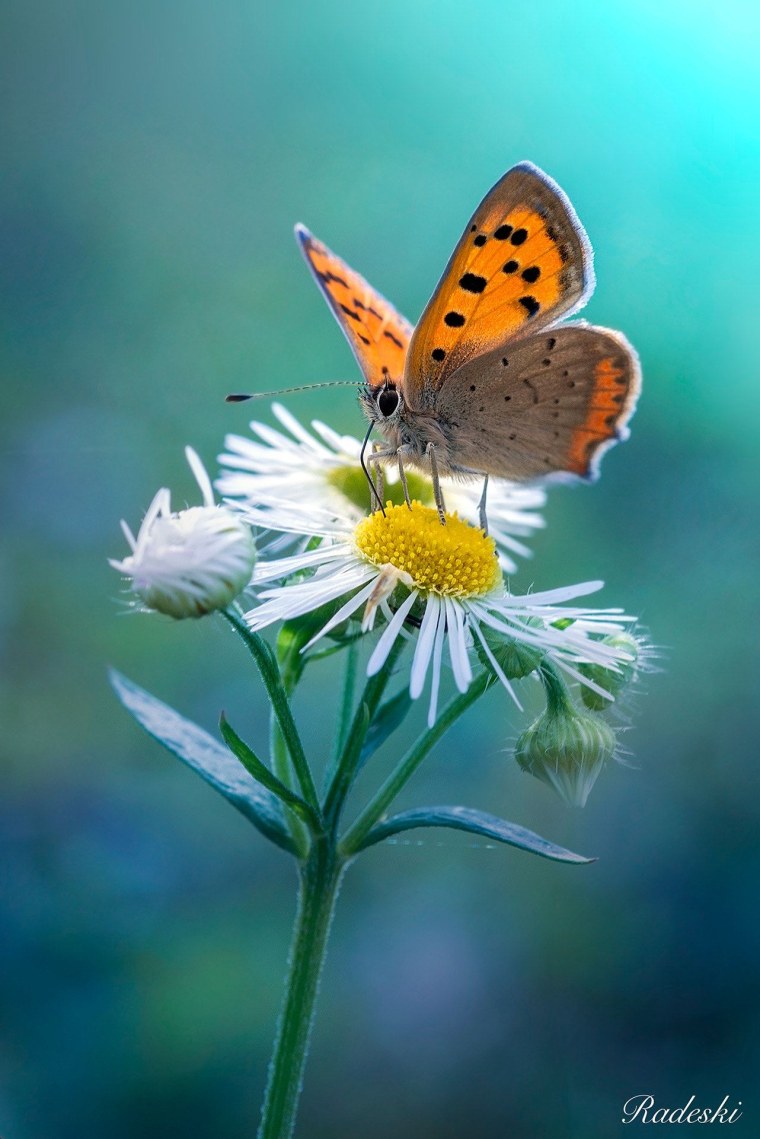 Бабочки в цветах