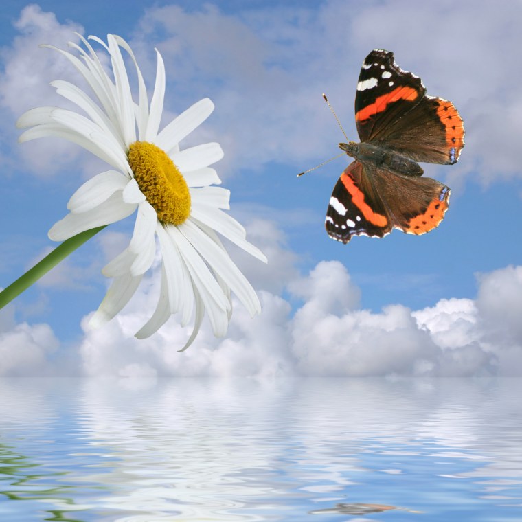 Бабочка и ромашки