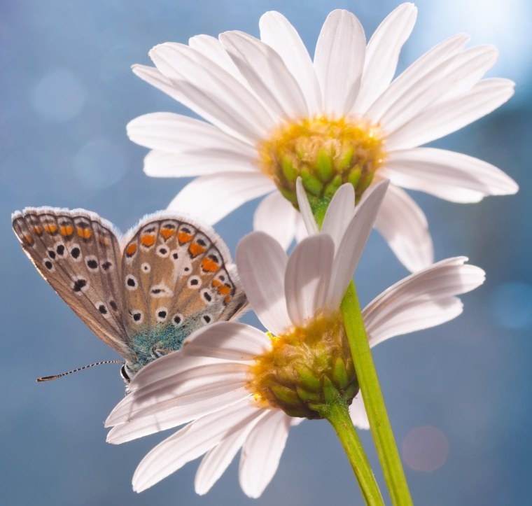 Лето ромашки бабочки